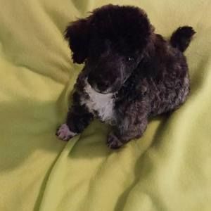 Meet your Posher, Pamela